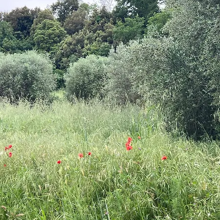 Podere Cortilla Apartment