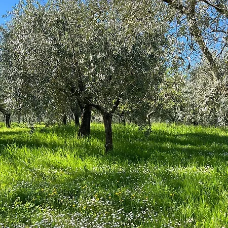 Apartment Podere Cortilla *